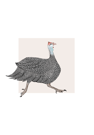 Galinha d'angola