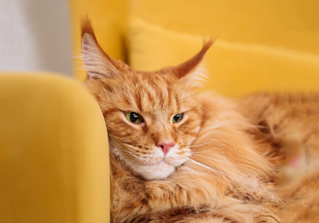 Gato folgado