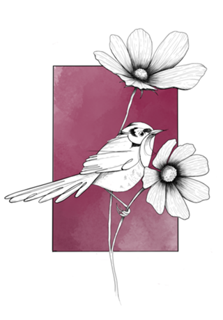 Pássaro Prinia