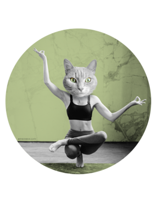 Yoga Cat