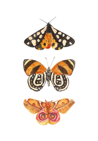 Mariposas 2