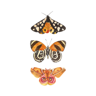 Mariposas 2