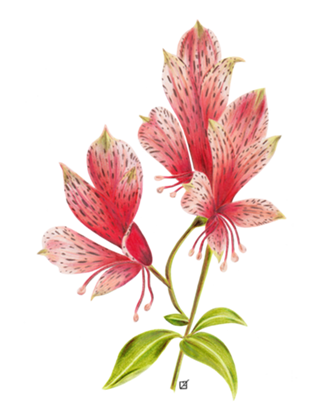 Floral Astromélias