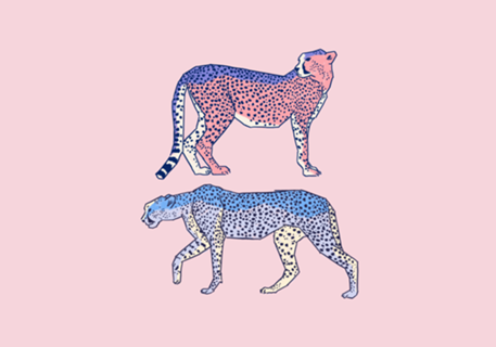 Cheetas II