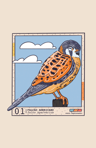 Falcão Americano