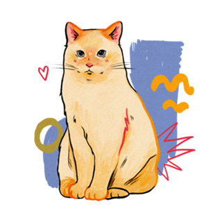 Gato