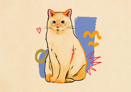 Gato