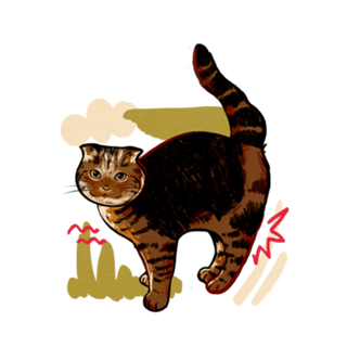 Gatinho