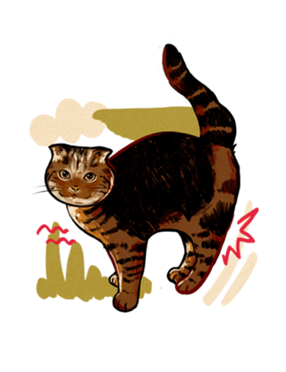 Gatinho