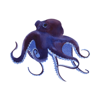 Polvo