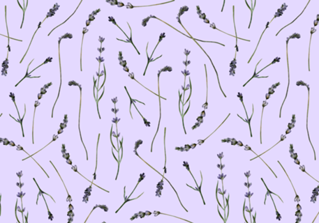 Lavanda