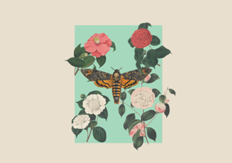 Papilionum Nocturnum