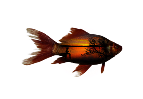 Camiseta Peixe e Pescaria Reversa