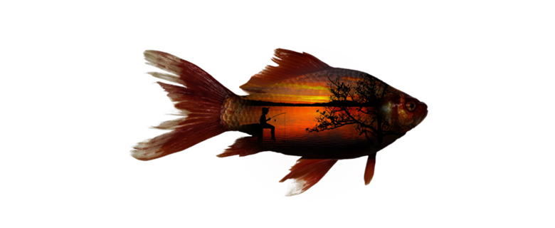 Camiseta Peixe e Pescaria Reversa
