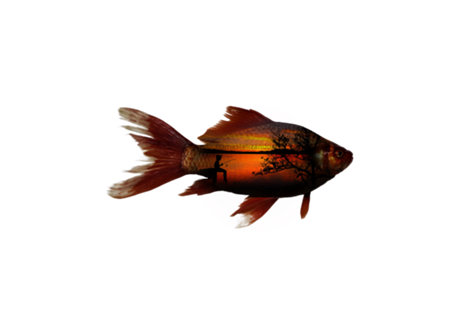 Camiseta Peixe e Pescaria Reversa