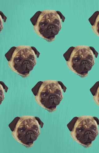 Pug