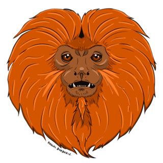 Sa'wi pi'rãga, Sagui Vermelho - Mico-Leão-Dourado