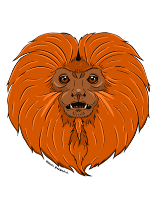 Sa'wi pi'rãga, Sagui Vermelho - Mico-Leão-Dourado