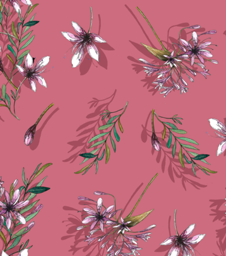 AGAPANTHUS