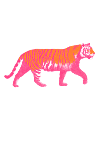 Tigre de Boas