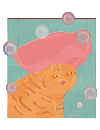 Gato banho