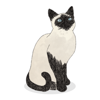 Gato Siamês