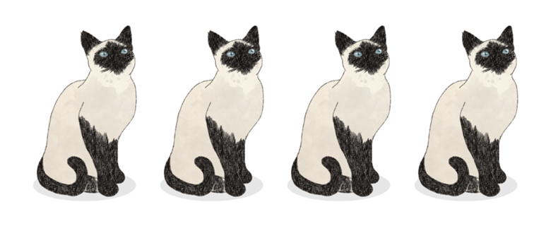 Gato Siamês