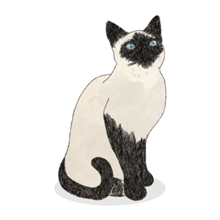Gato Siamês