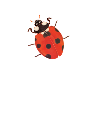 Joaninha