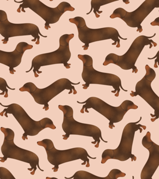 Dachshund (salsicha)