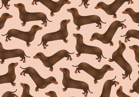 Dachshund (salsicha)