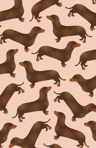 Dachshund (salsicha)