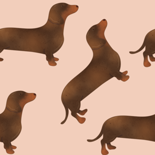 Dachshund (salsicha)