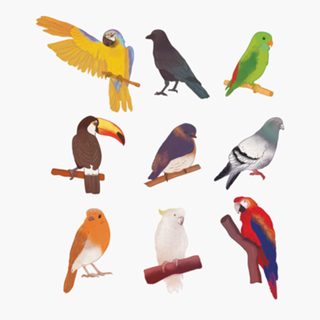 Aves