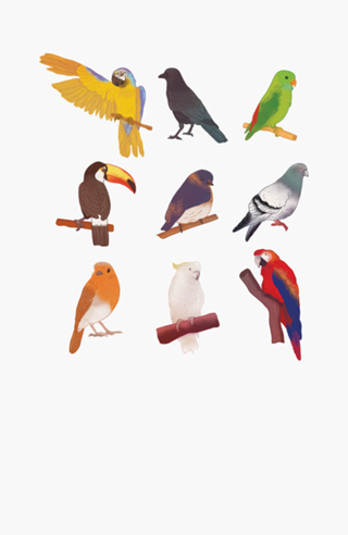 Aves