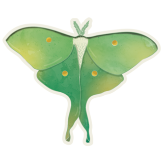 Mariposa-lua #2
