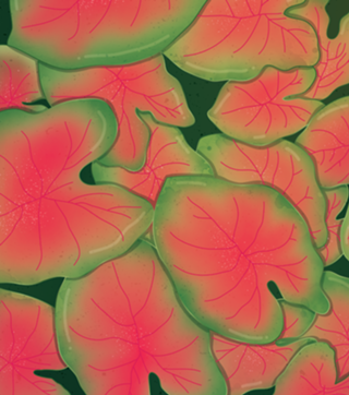 Caladium (Tinhorão)
