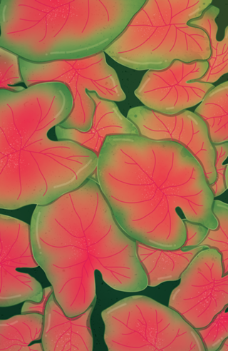 Caladium (Tinhorão)