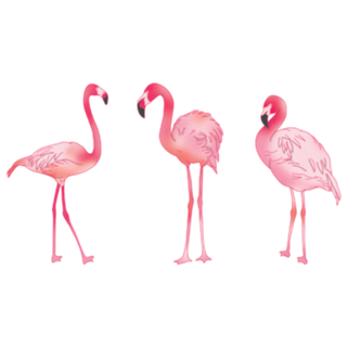 Flamingos