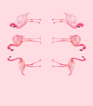 Flamingos