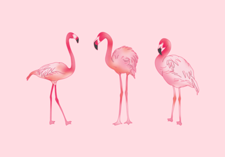 Flamingos