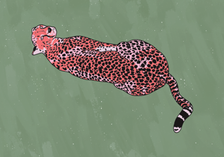 Leopardo