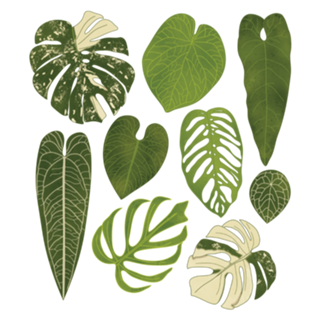 Monstera