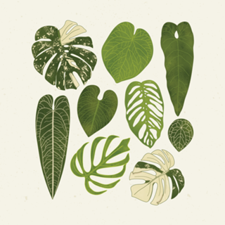 Monstera