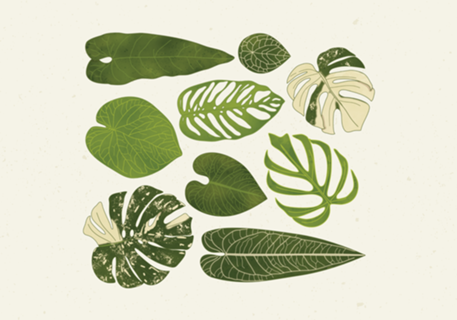Monstera