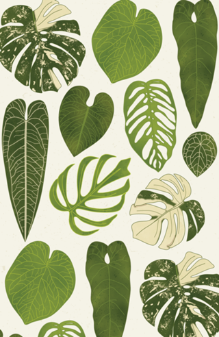 Monstera