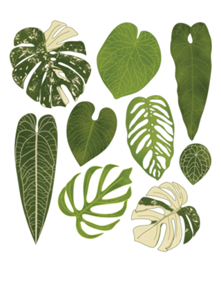 Monstera