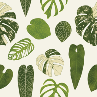 Monstera