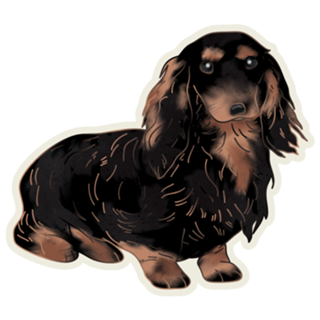Dachshund #2 (salsicha)
