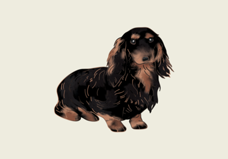 Dachshund #2 (salsicha)